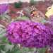 Tra le piante presenti, la "buddleja davidii", un arbusto dai fiori raccolti in pannocchie,chiamato "pianta delle farfalle". In questa immagine ospita un esemplare di vanessa